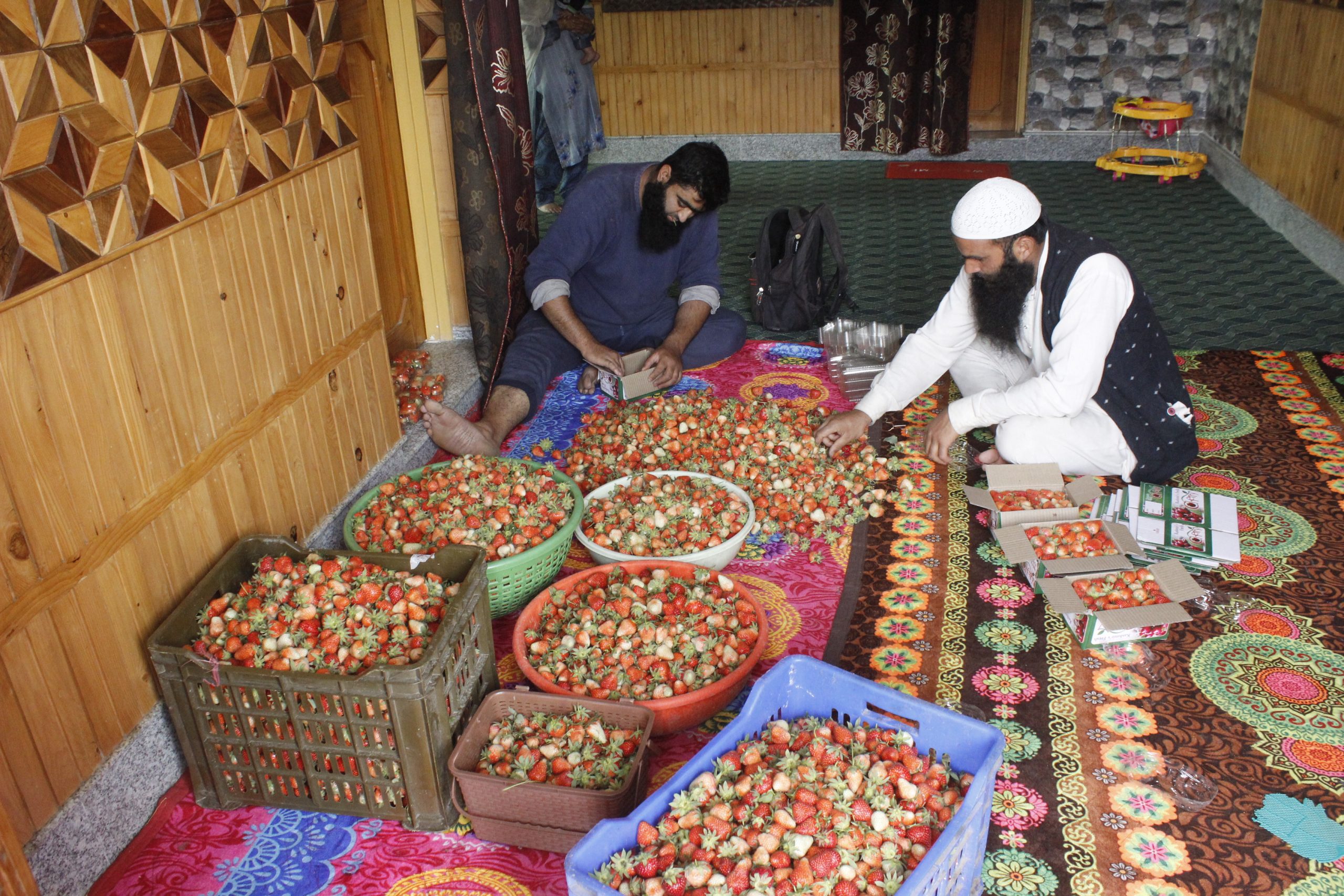 Farmers packs strawberries into small boxes for export at a farm in Outskirts of Srinagar on Wednesday.