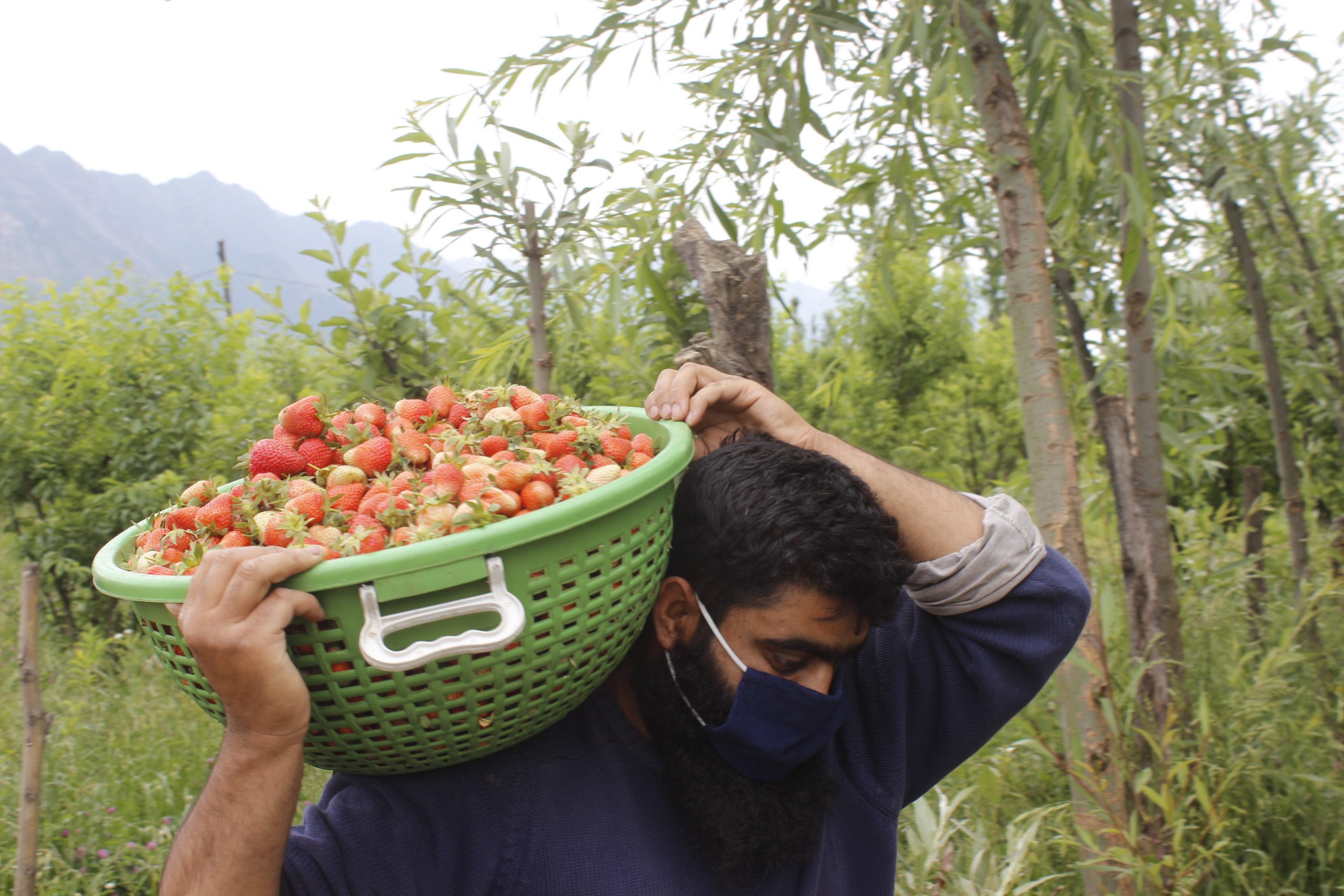 A kashmiri framer carry basket of strawberries in Outskirts of Srinagar on Wednesday