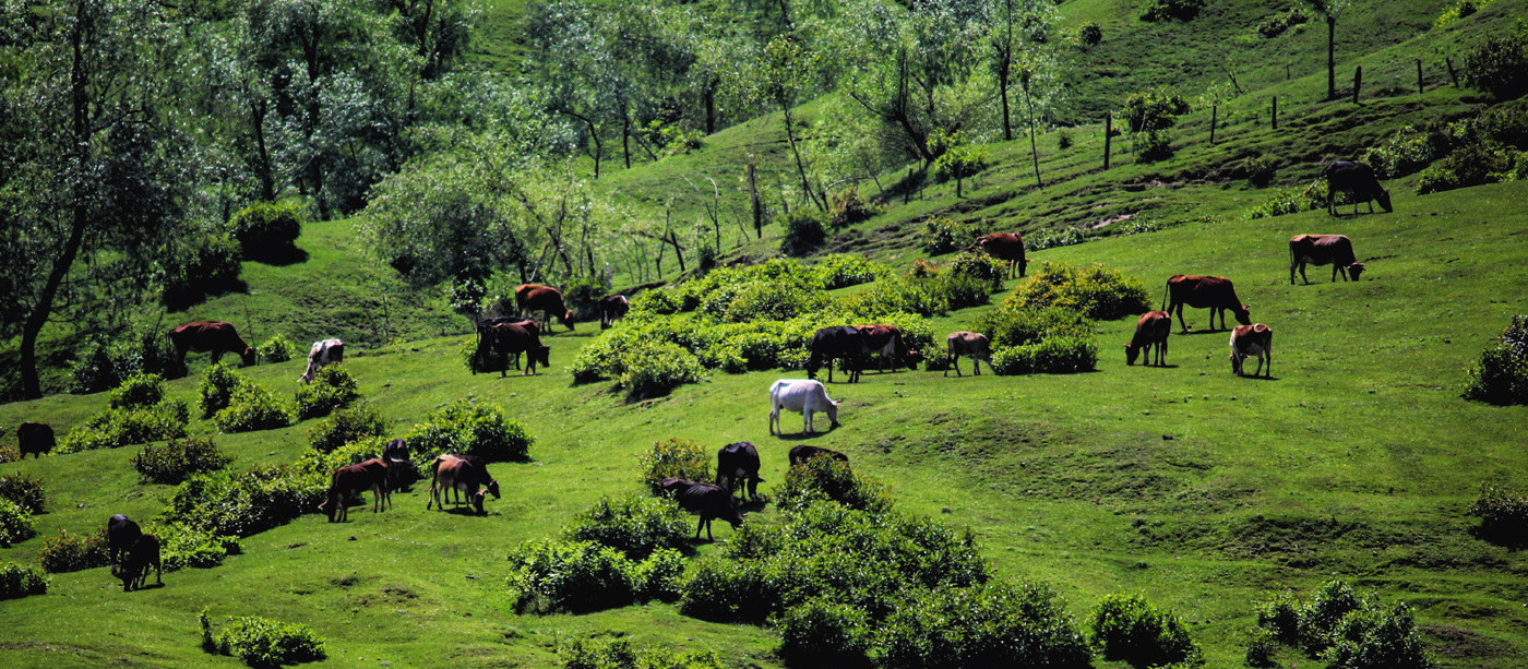Cattle grazing in the scenic meadows of Tosa Maidan