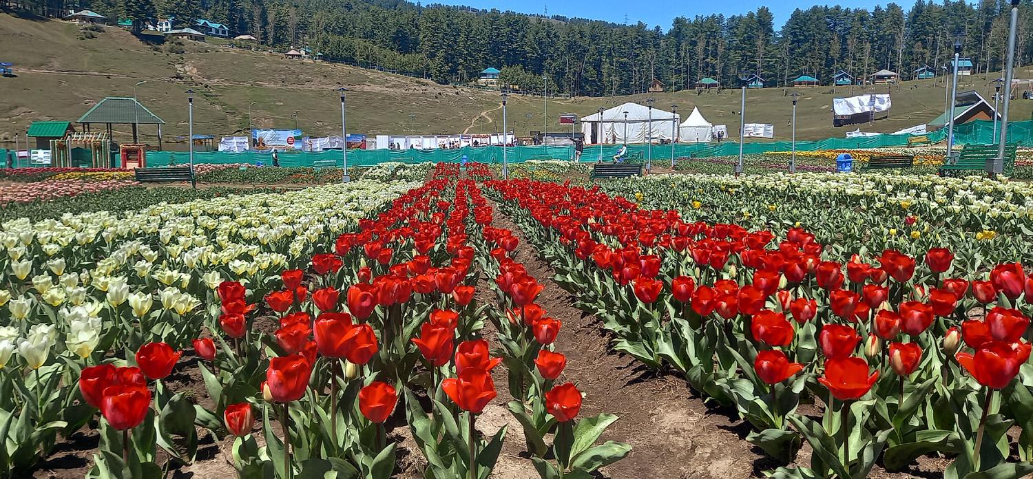 Tulip Garden at Sanasar, Jammu